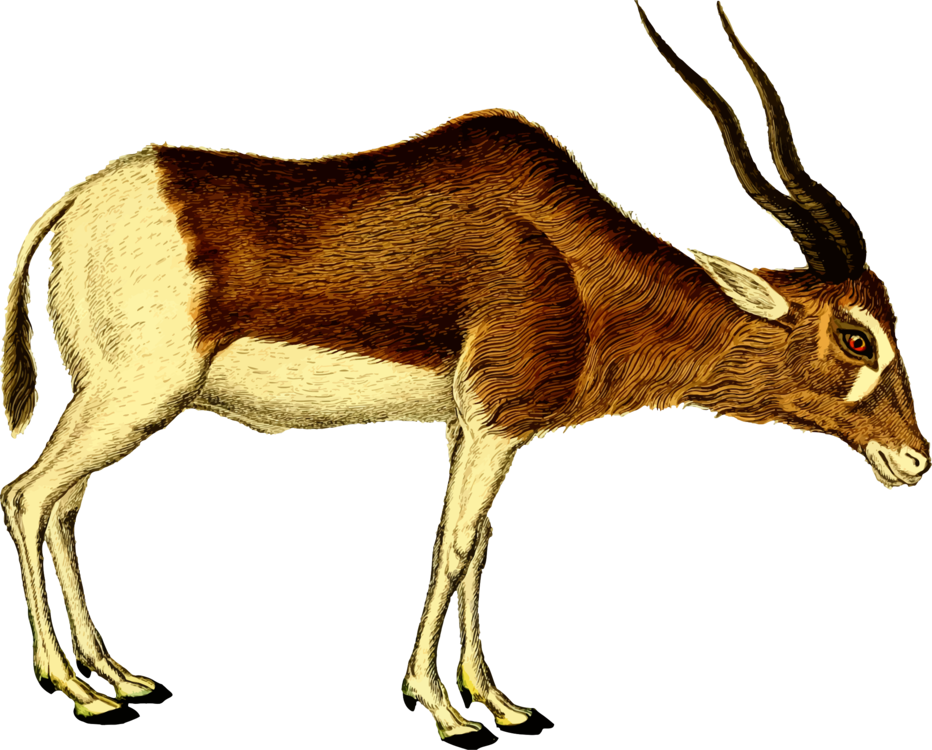Pronghorn PNG Picture