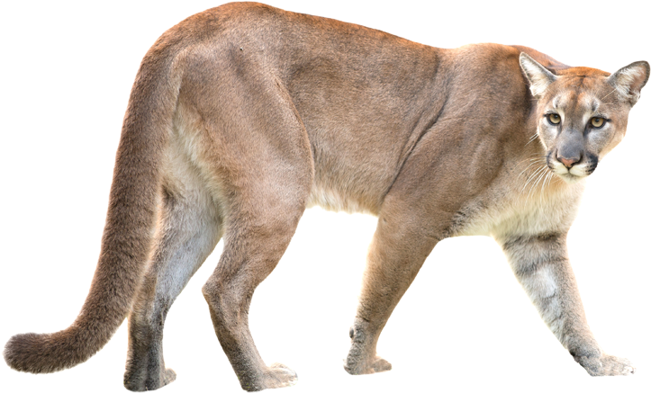 Puma Animal PNG