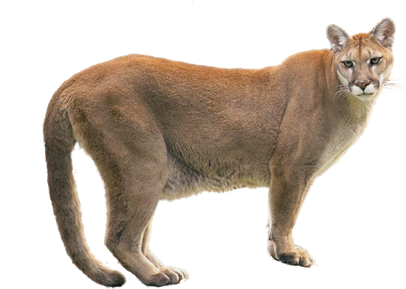 Puma Animal Transparent PNG