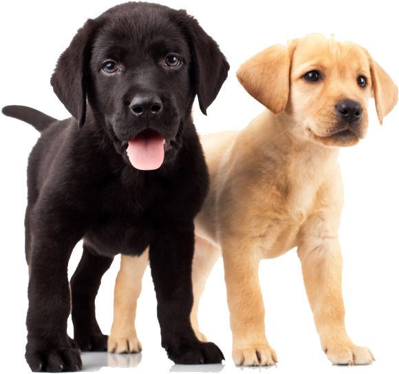 Puppies Download PNG Image