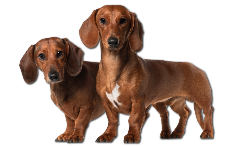 Puppies PNG Clipart