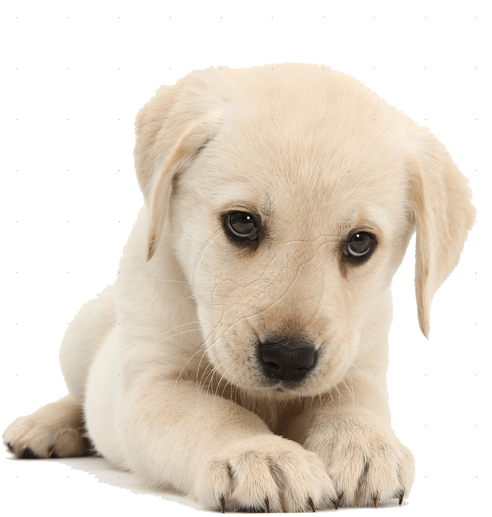 Puppies PNG Free Download