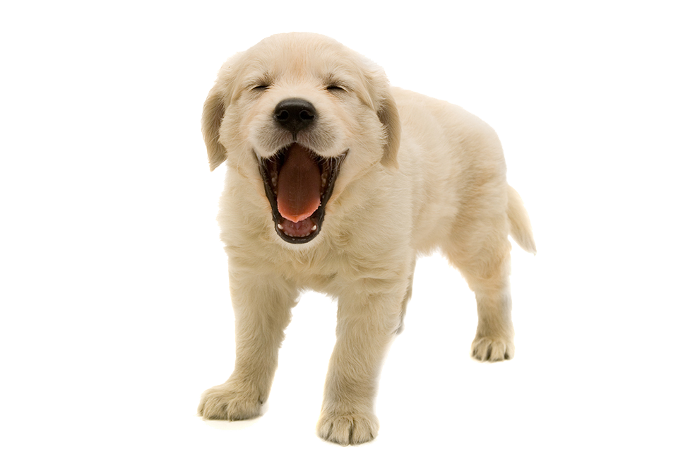 Puppies PNG Isolated File