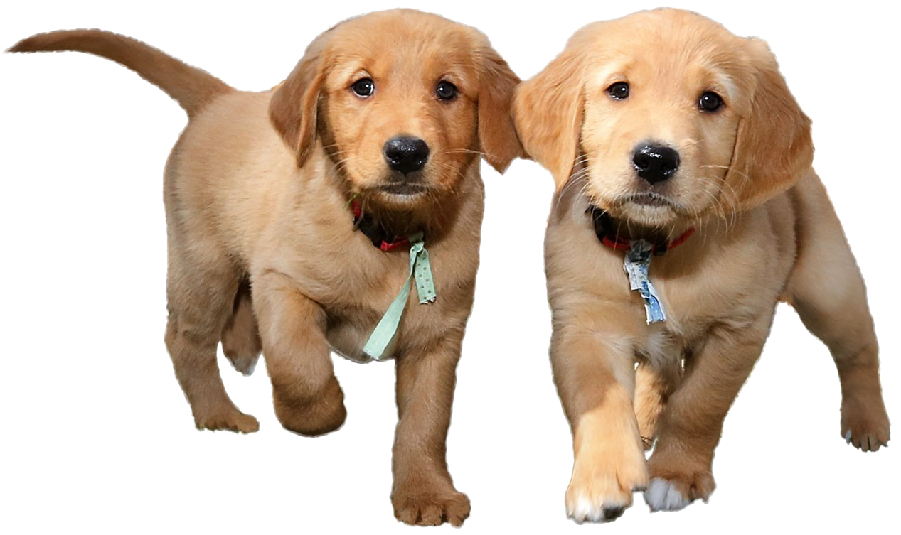 Puppies PNG Isolated Pic