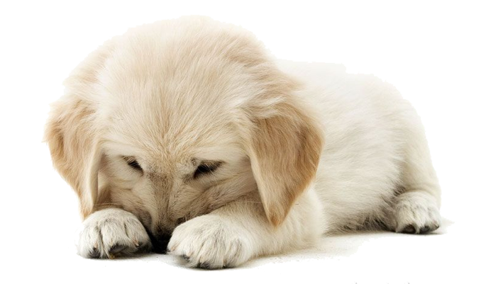 Puppies PNG Photo