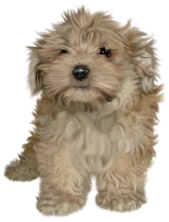 Puppies PNG
