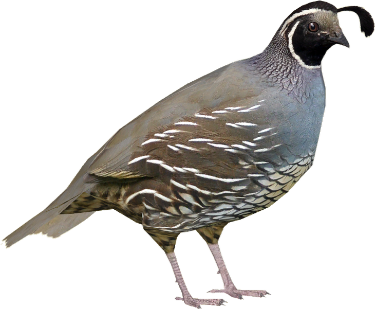 Quail PNG Picture