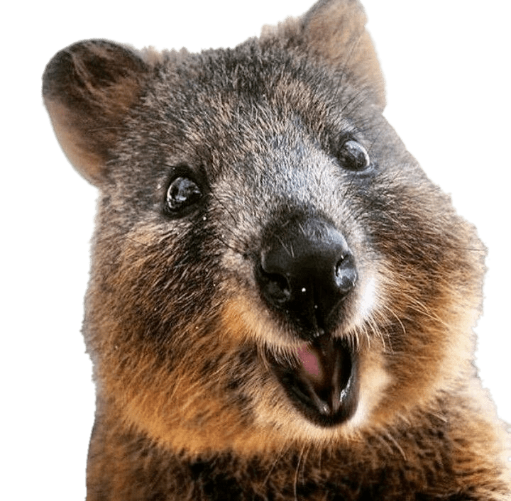 Quokka PNG Isolated HD