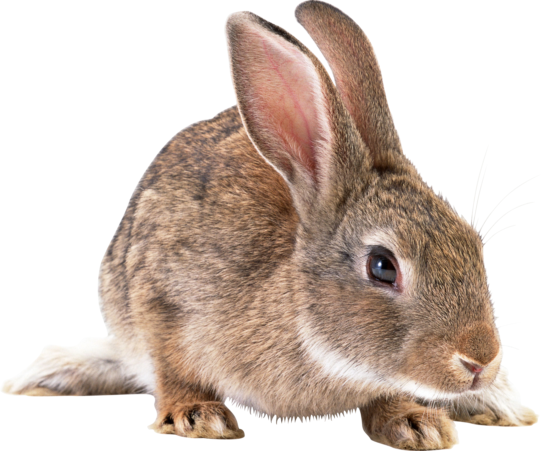 Rabbit PNG Isolated File