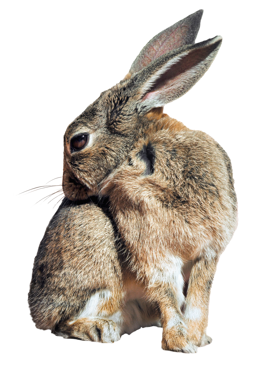 Rabbit PNG Isolated Photo