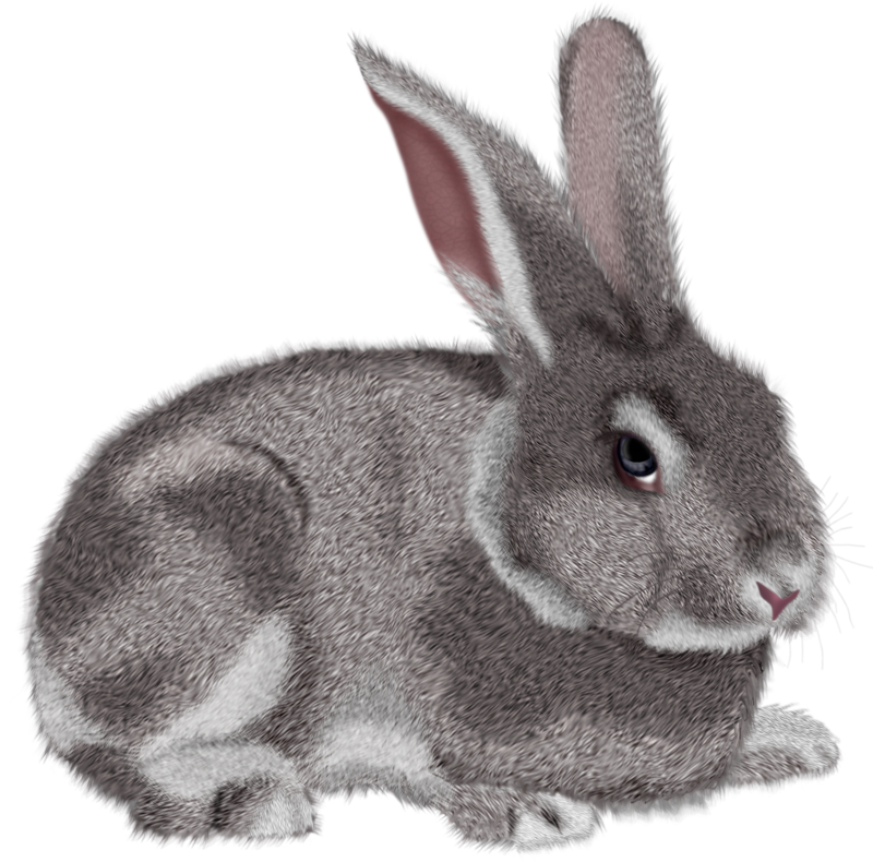 Rabbit PNG Isolated Pic
