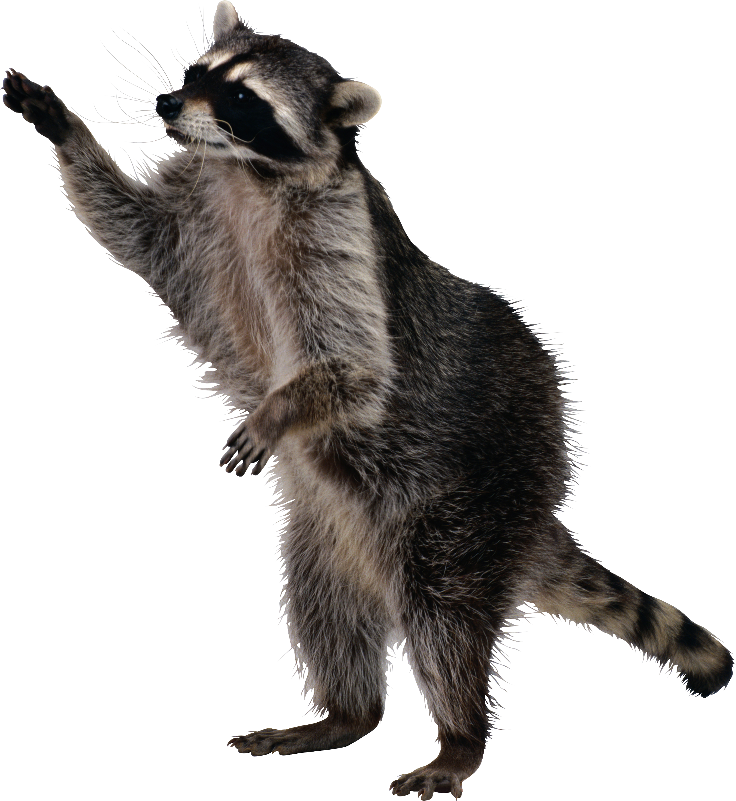 Raccoons PNG File