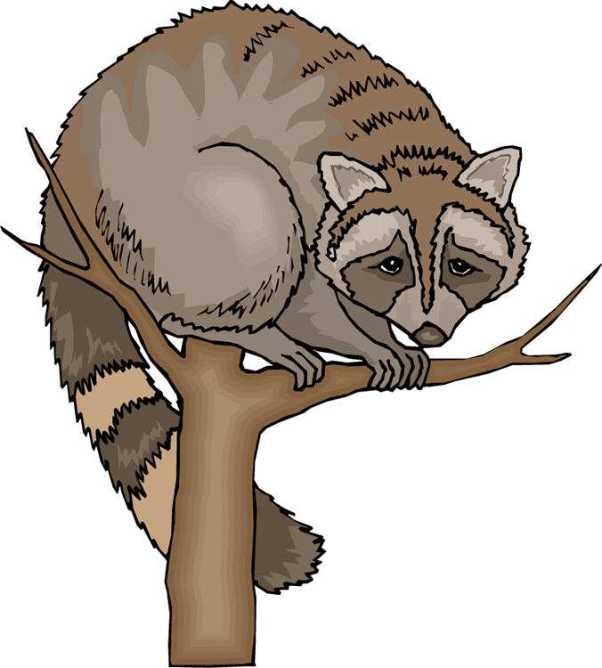 Raccoons PNG Free Download