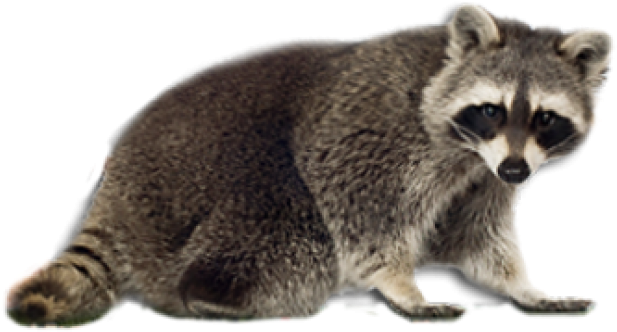 Raccoons PNG Isolated File