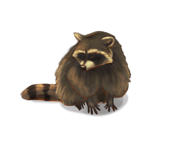 Raccoons PNG Isolated Image