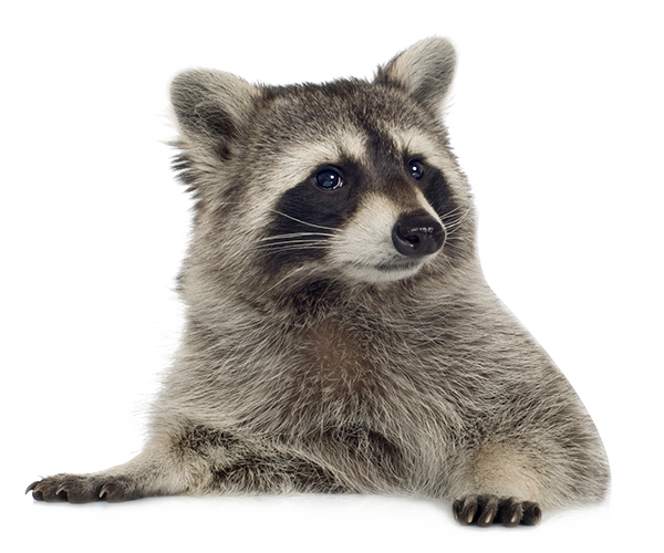 Racoon PNG Clipart