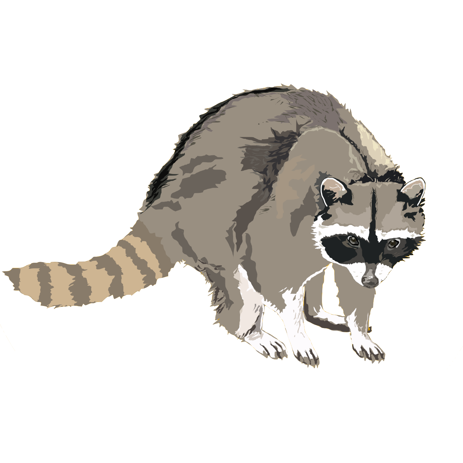 Racoon PNG HD Isolated