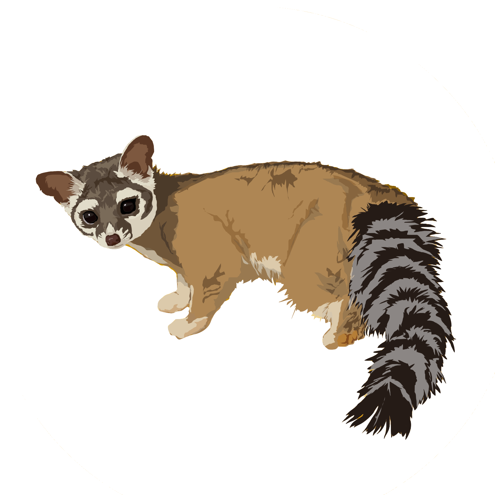 Racoon PNG Isolated HD