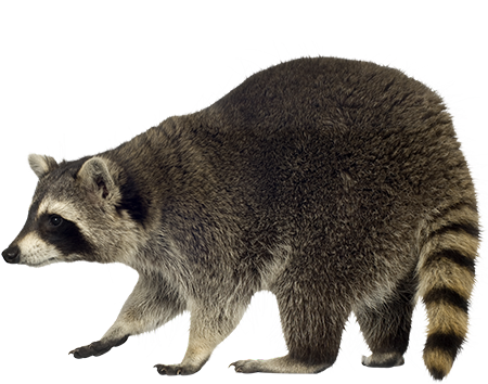 Racoon PNG Picture