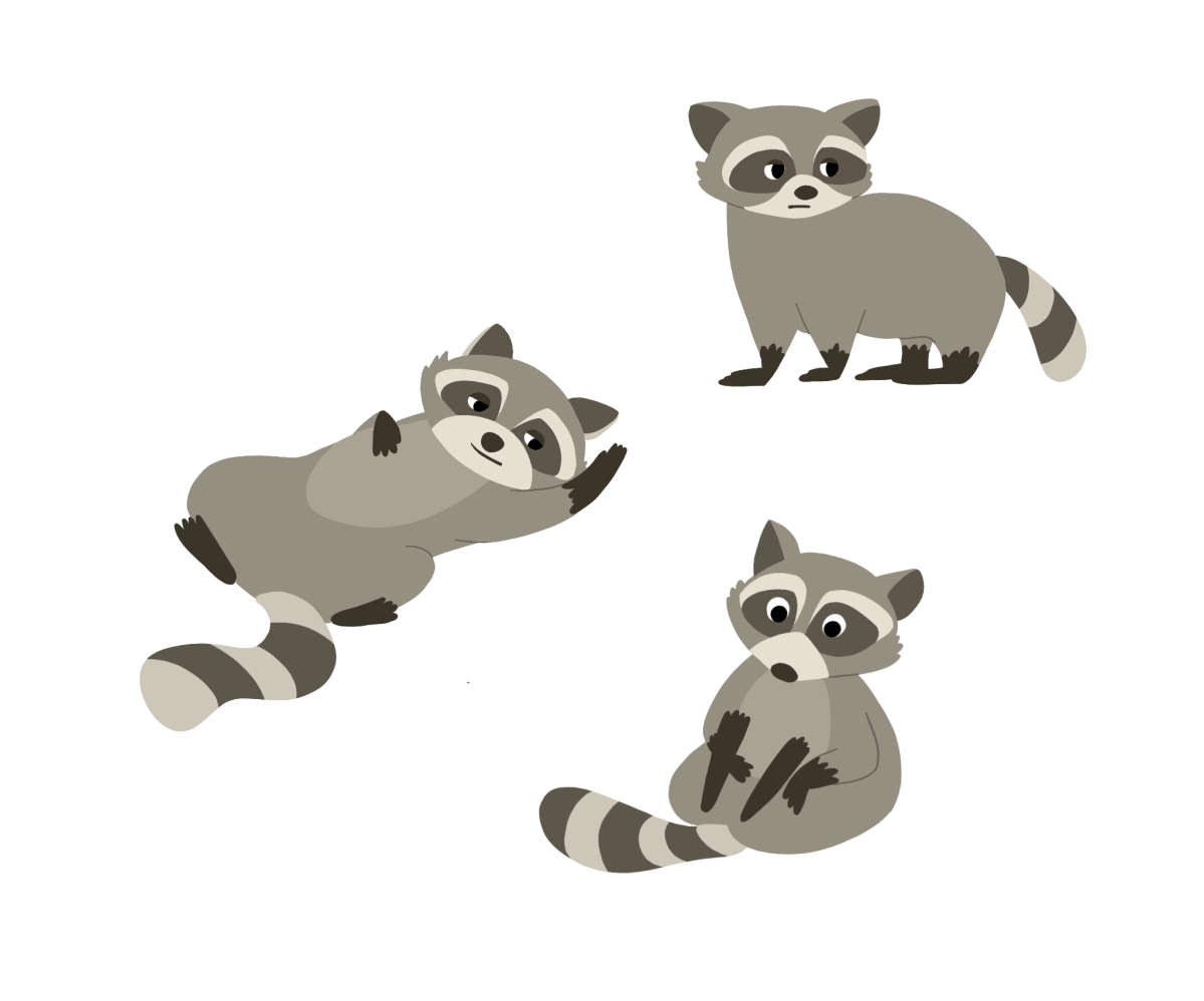 Racoon PNG