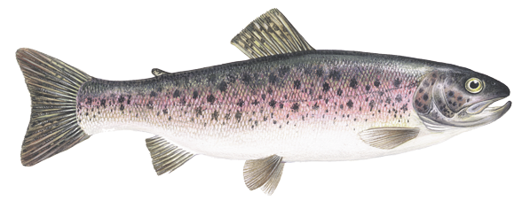 Rainbow Trout PNG Clipart