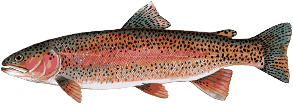 Rainbow Trout PNG File