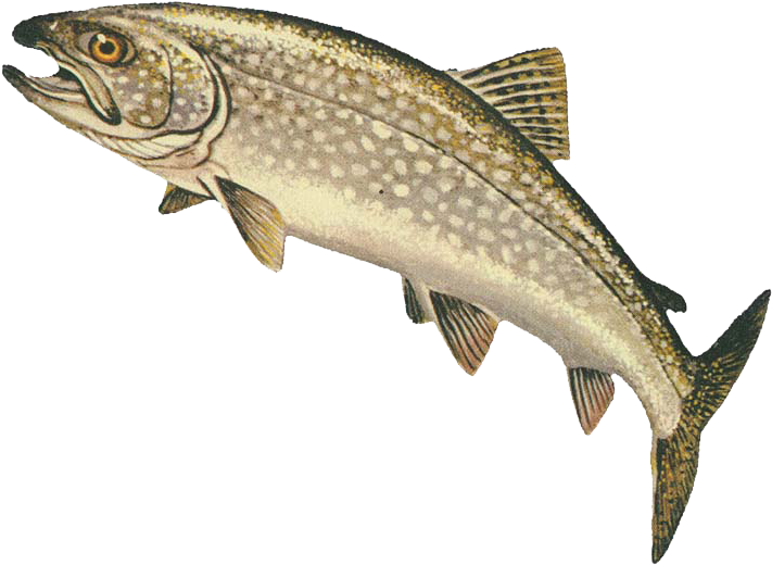 Rainbow Trout PNG Free Download
