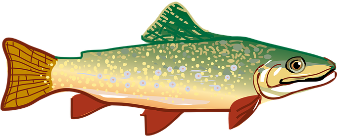 Rainbow Trout PNG Isolated Photo
