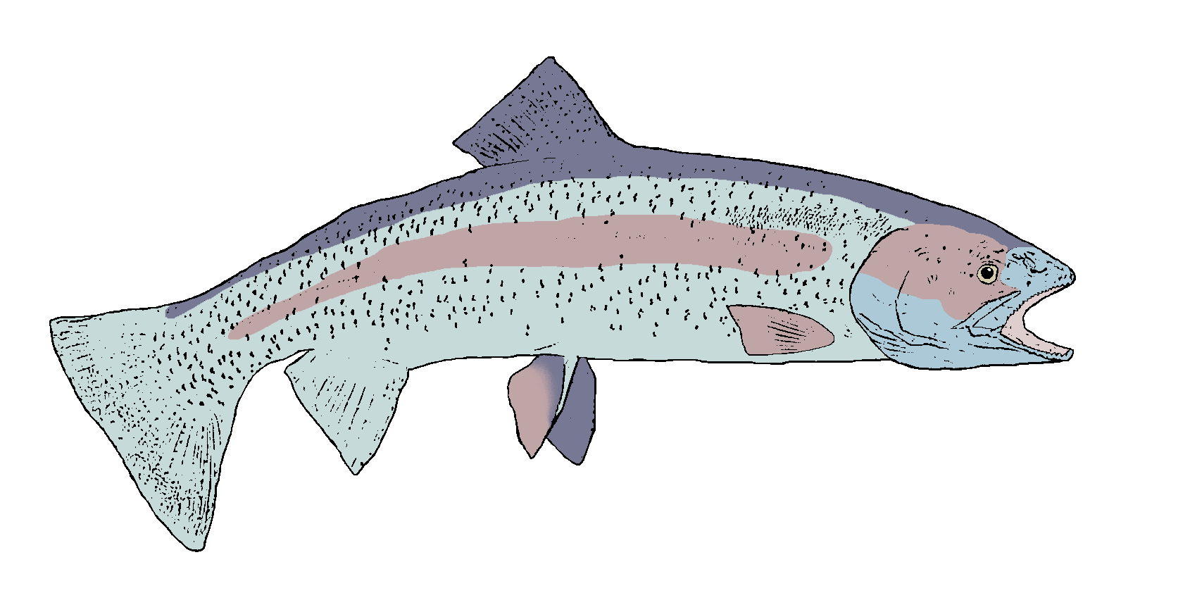 Rainbow Trout PNG Photos