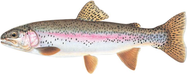 Rainbow Trout PNG Pic