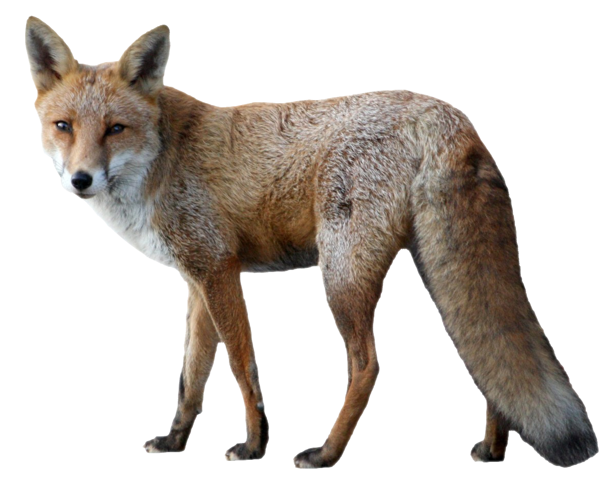 Red Fox PNG Clipart
