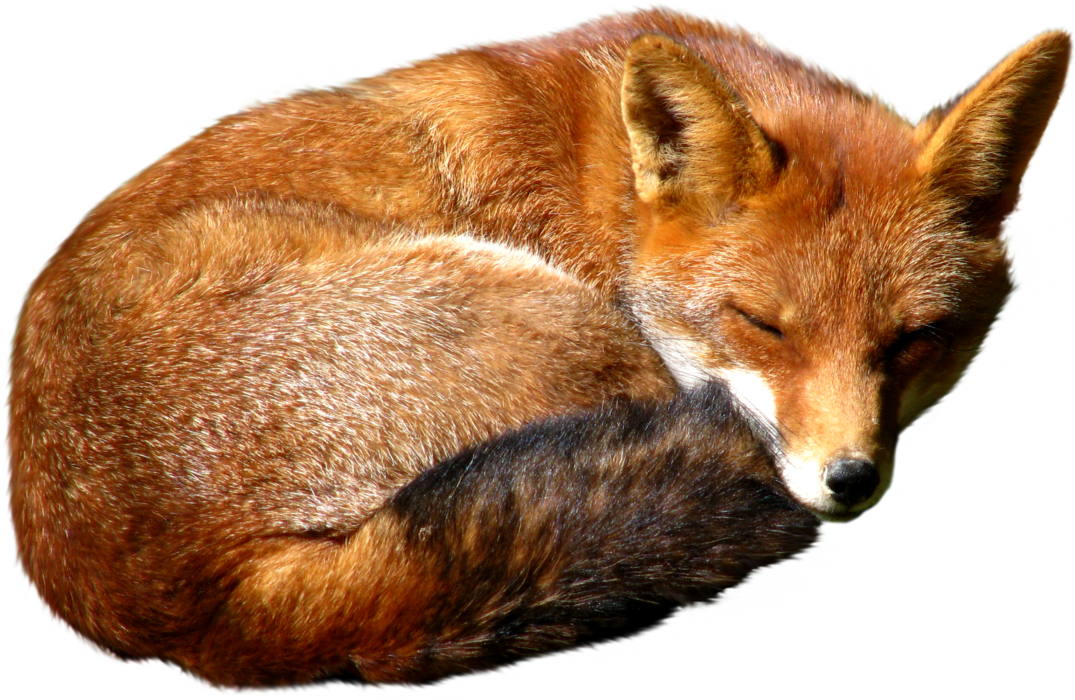 Red Fox PNG HD