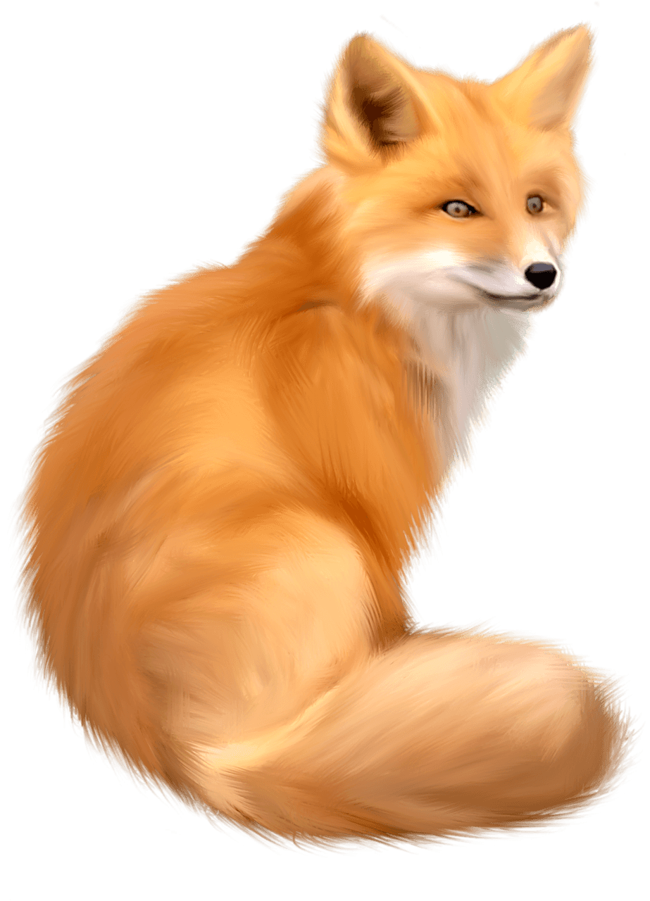 Red Fox PNG Isolated Photo
