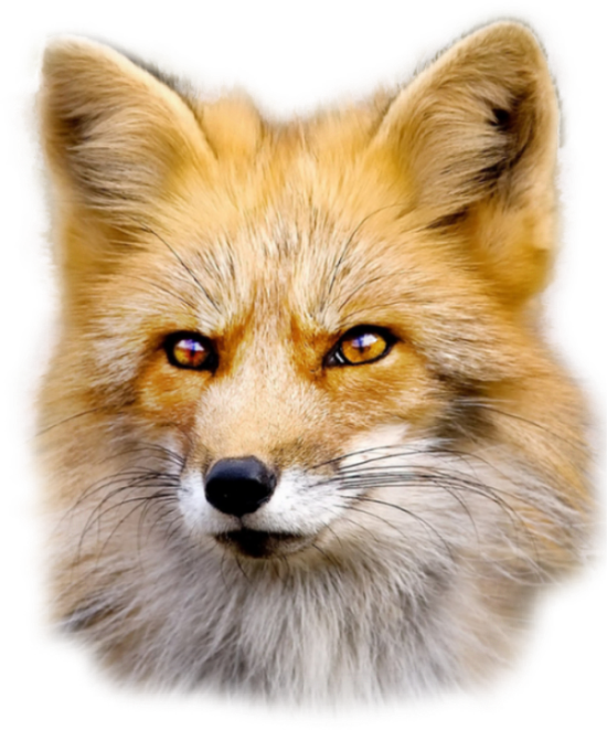Red Fox PNG Pic