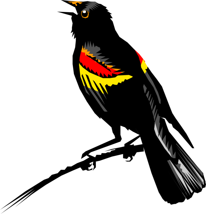 Red-winged Blackbird PNG Free Download