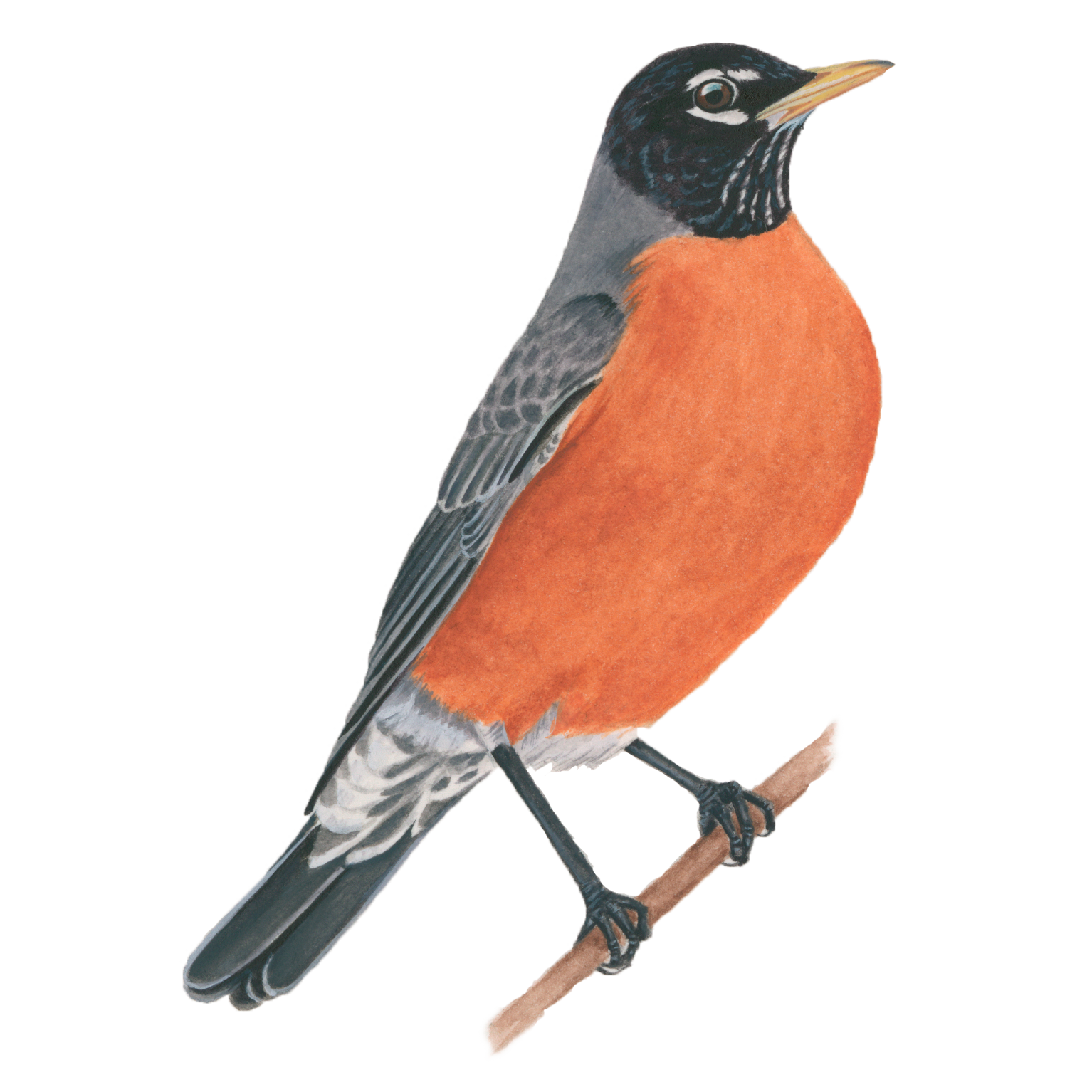 Red-winged Blackbird PNG HD Isolated