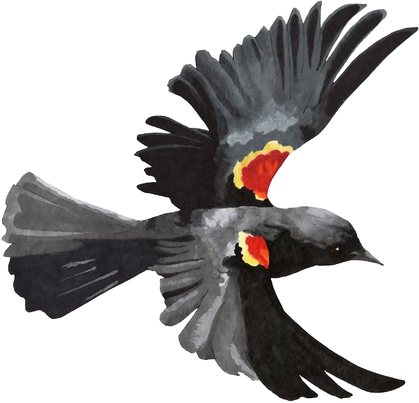 Red-winged Blackbird PNG Image