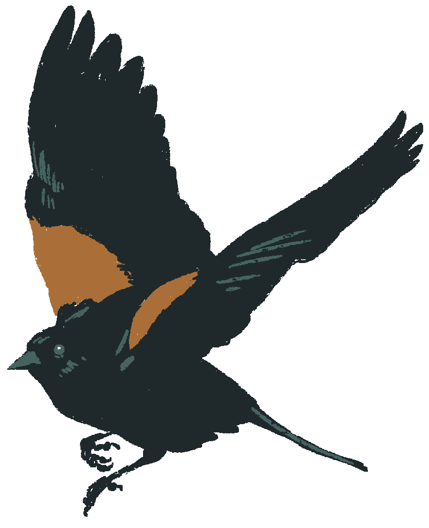 Red-winged Blackbird PNG Picture