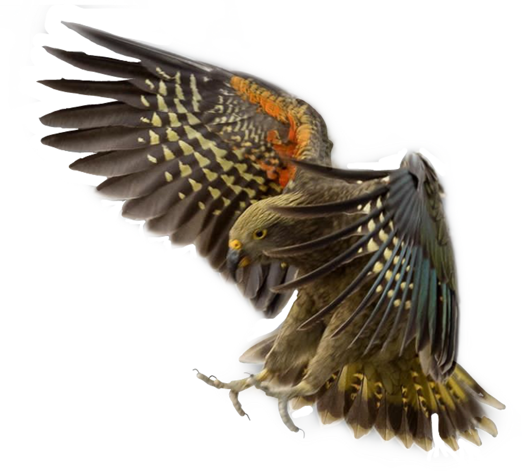 Red-winged Blackbird PNG