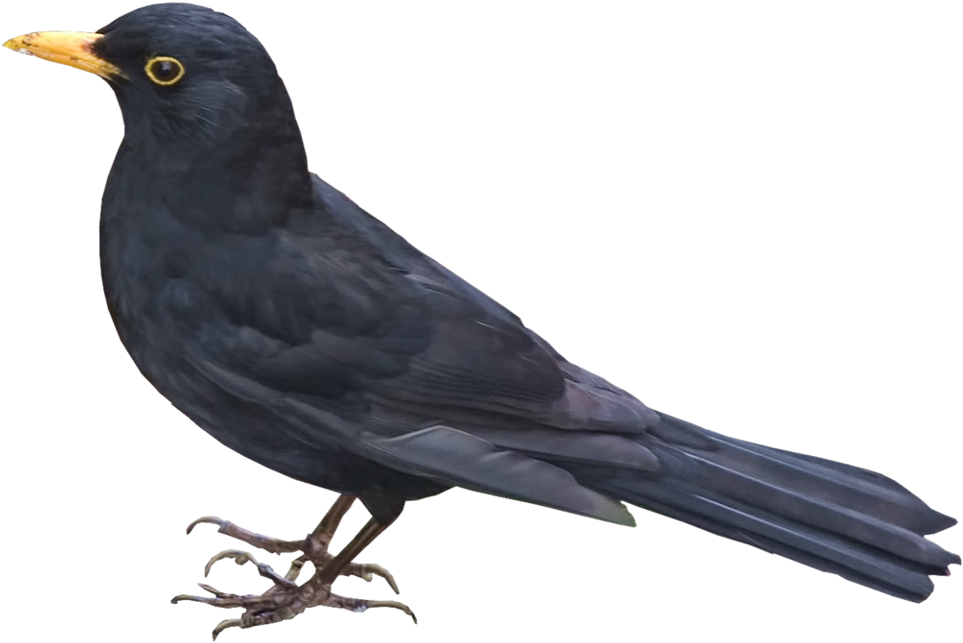 Red-winged Blackbird Transparent PNG