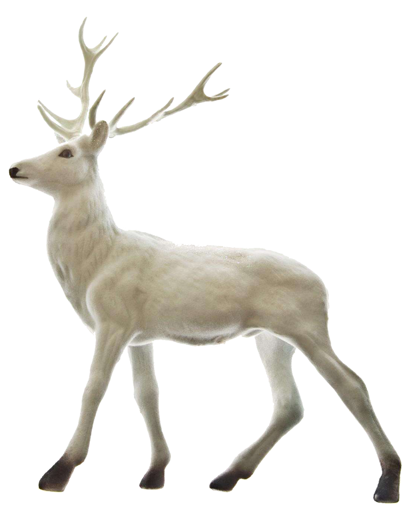 Reindeer PNG Isolated Image