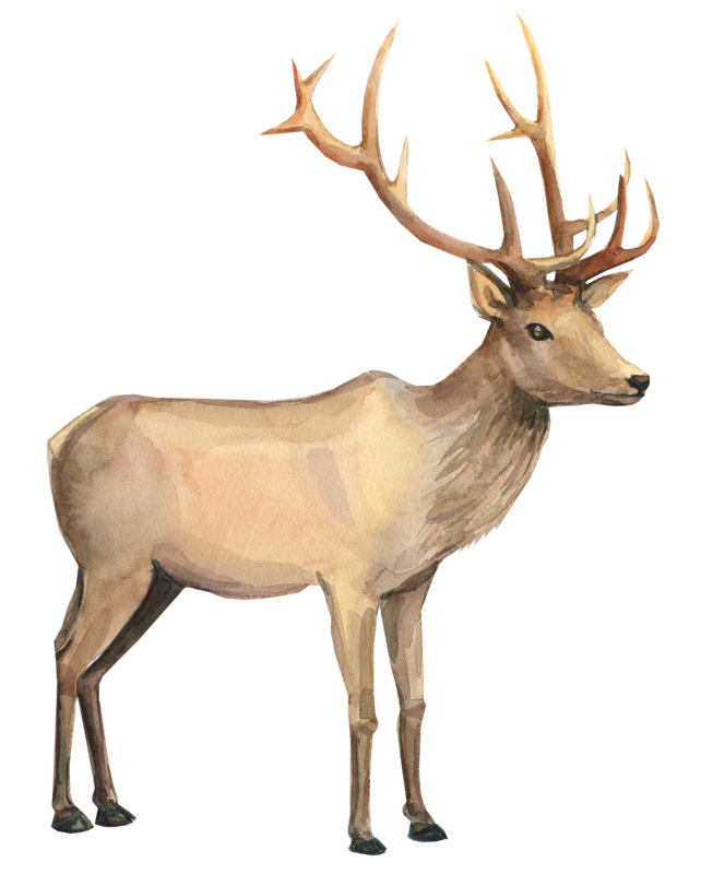 Reindeer PNG Isolated Pic