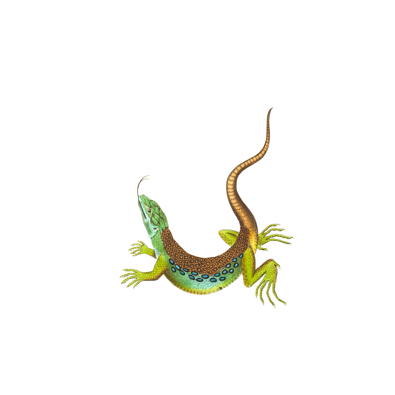 Reptile PNG Clipart