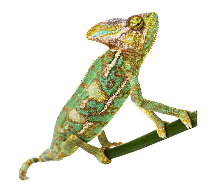 Reptile PNG Transparent