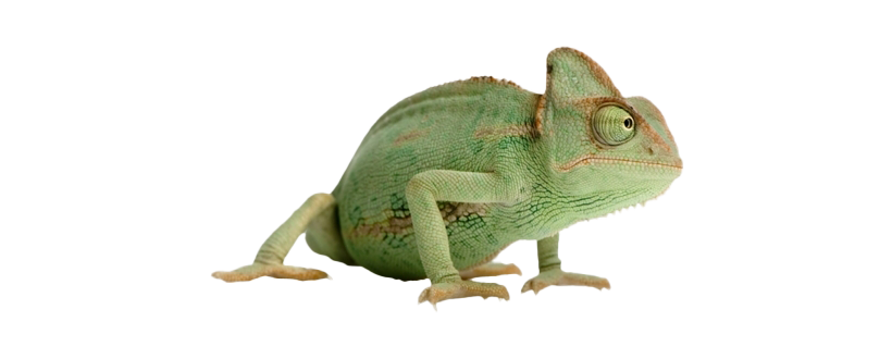Reptile PNG