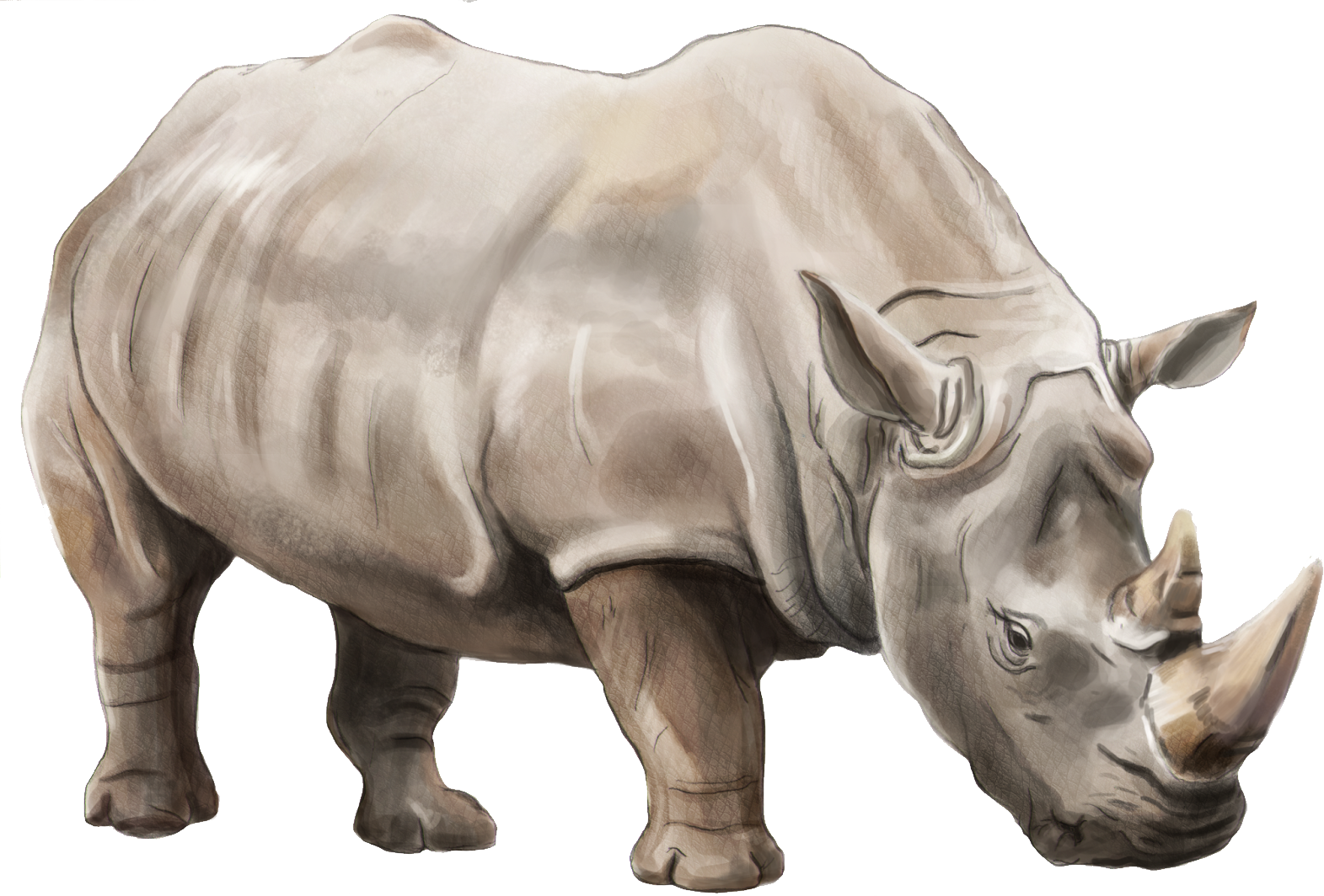 Rhinoceros PNG Clipart