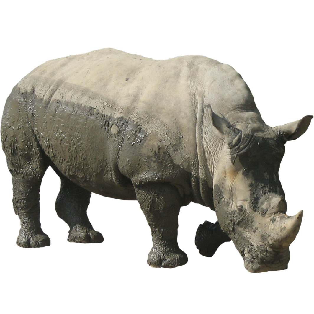 Rhinoceros PNG Free Download