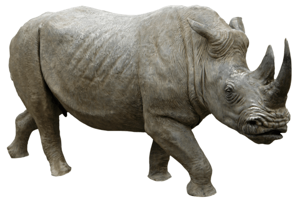 Rhinoceros PNG Image