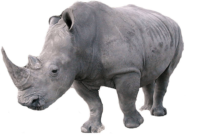 Rhinoceros PNG Photo