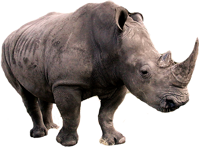 Rhinoceros Transparent PNG
